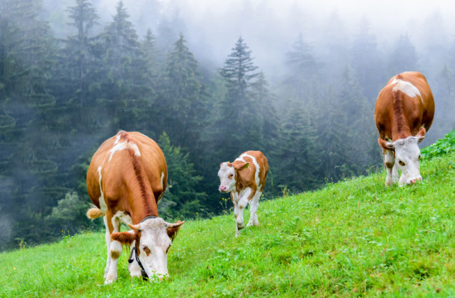 Cows - Shutterstock