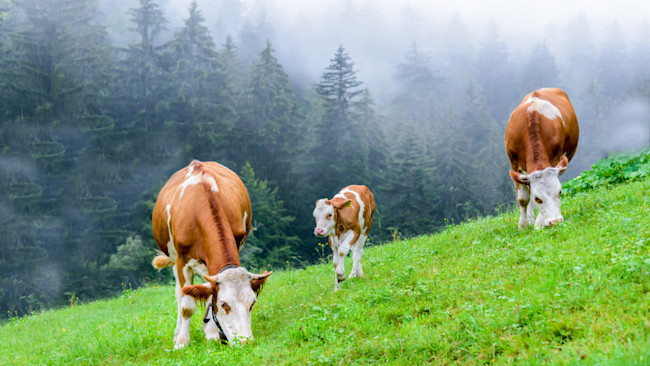 How Do Cows Help The Environment - All About Cow Photos