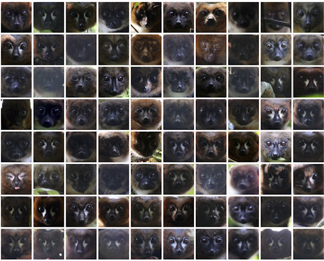 lemur-id.jpg
