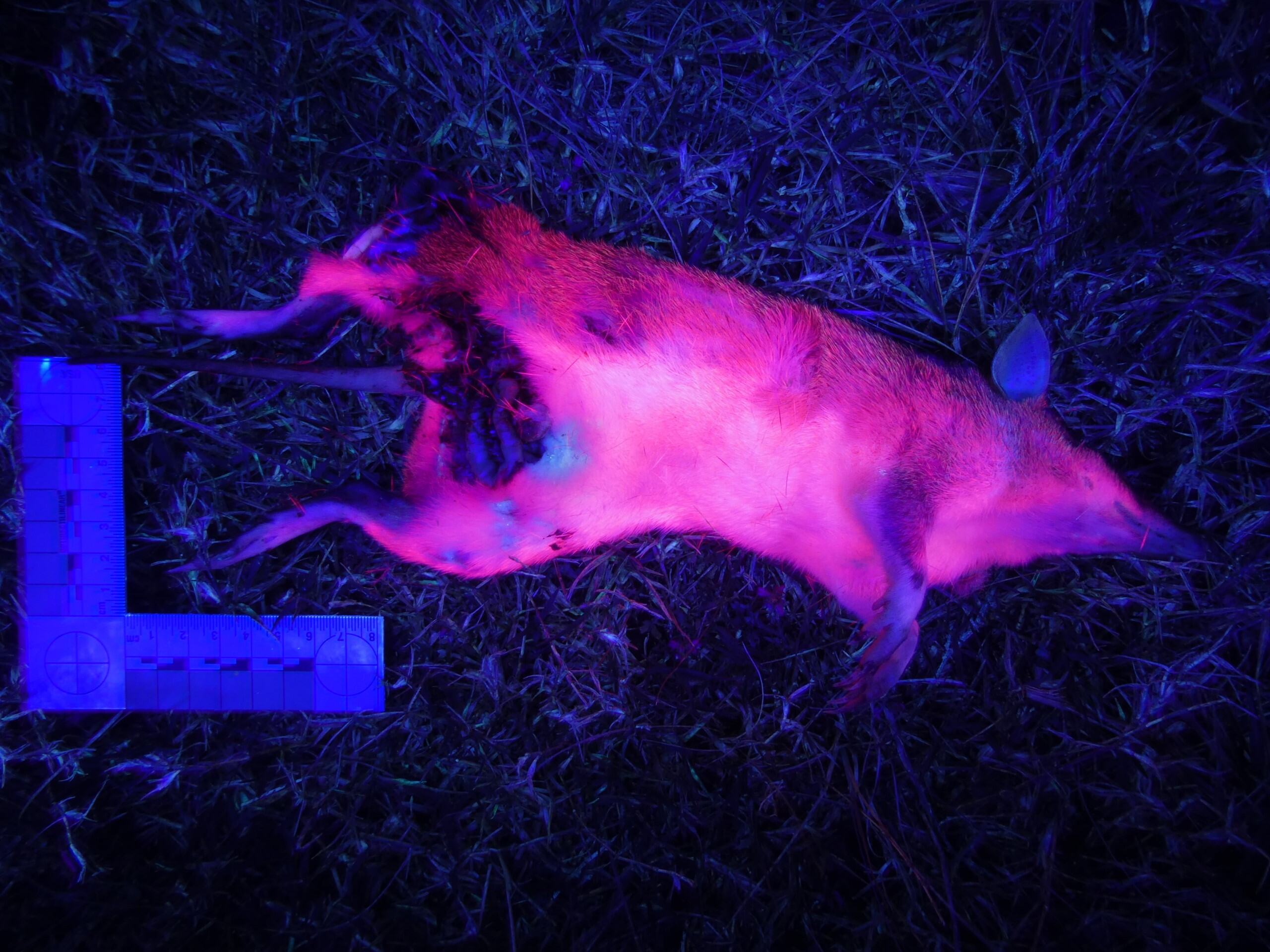Photoluminescence Makes These Mousy Australian Mammals Glow