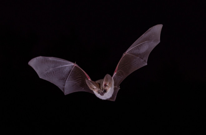 bat image shutterstock