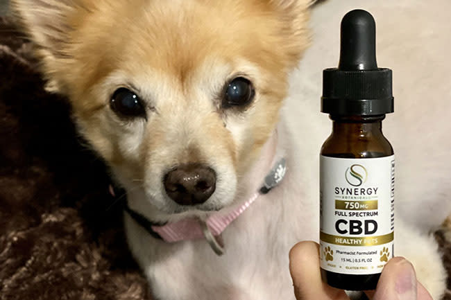 Synergy for Dogs
