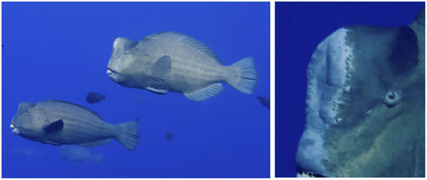 Bumphead_parrotfish.jpg