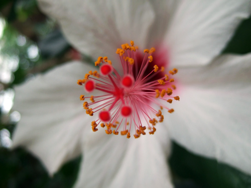 White_hibiscus.jpg