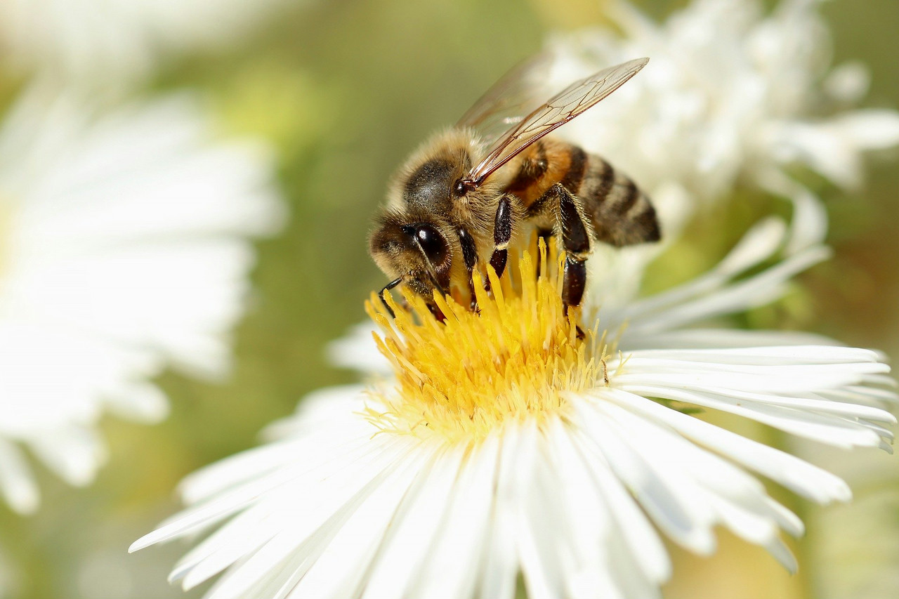 6 Ways You Can Help Save Bees And Other Pollinators | Discover Magazine