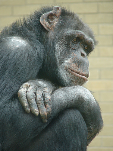 contemplative-chimp1.jpg