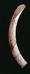 elephant-tusk-l.jpg