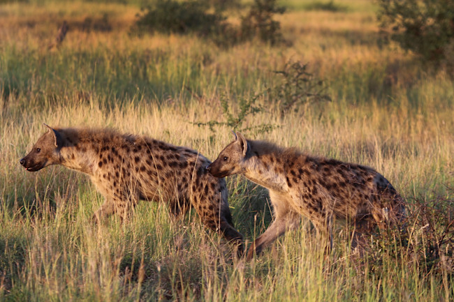 Hyenas