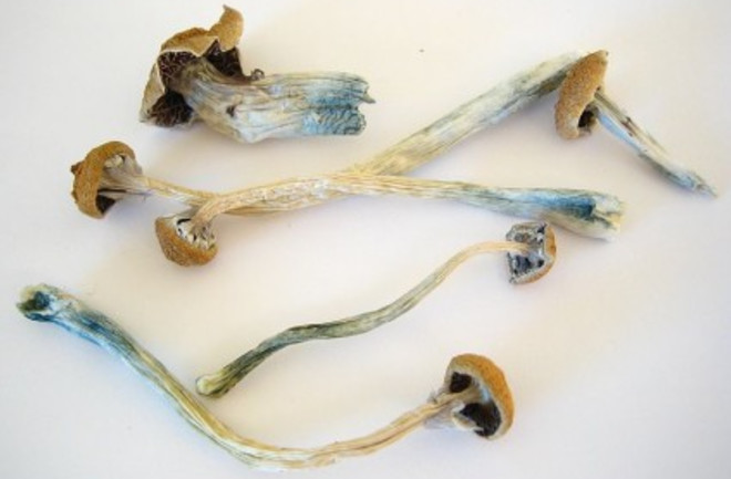 Can Mushrooms Get Moldy? 