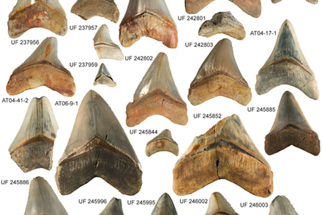 Megalodon-teeth.jpg