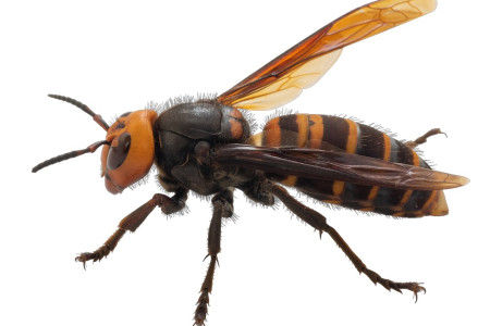 Murder Hornets Menaced Parts of the U.S. This Year. How Big of a Threat Are They? 