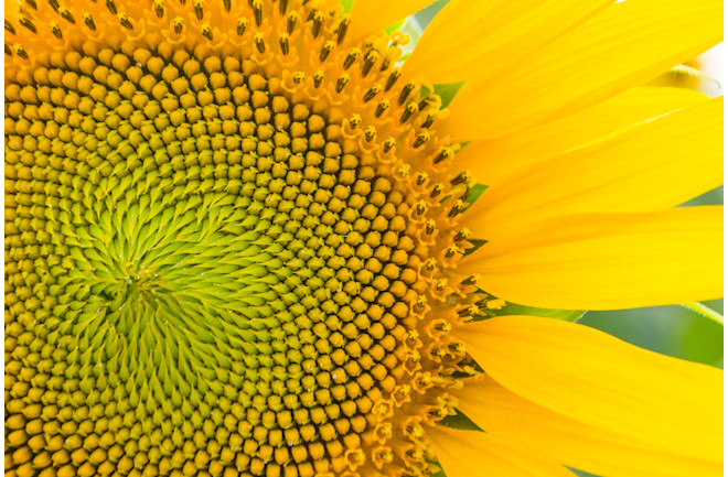 detailed sunflower with seeds fibonacci sequence