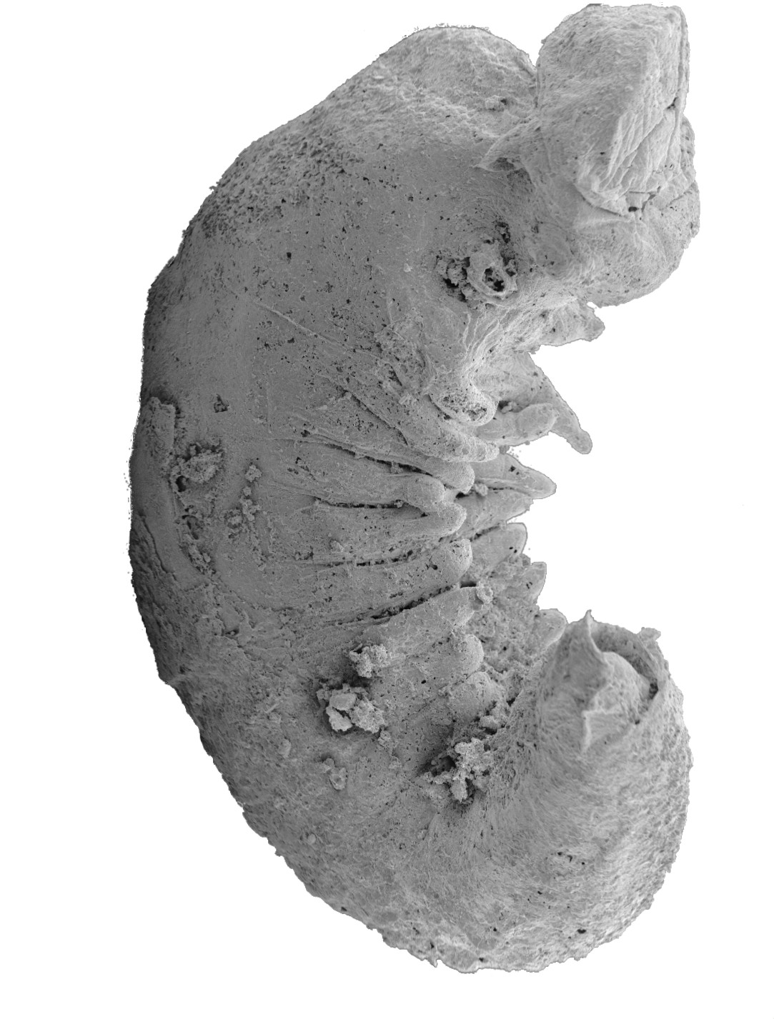 520 Million-Year-Old Larva Fossil Reveals How Insects Evolved