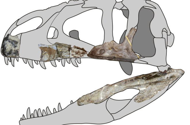 Siamraptor suwati skull