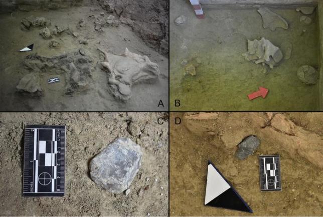 Composite image showing various fossils excavated at Tagua Tagua Lake in Chile, including close-up views of skeletal remains and stone artifacts, each marked with measurement scales and identifiers