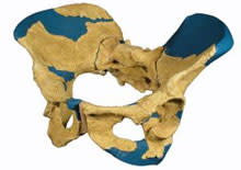 Homo Erectus Women Had Big-Brained Babies, New Fossil Suggests ...