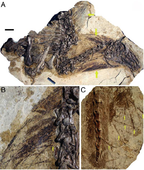 Beipaiosaurusfossil.jpg