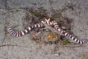 DSC-L0818 05