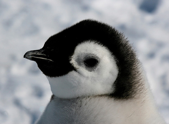 emperor-penguin1.jpg