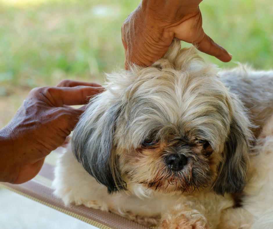 what is the best flea and tick control for dogs