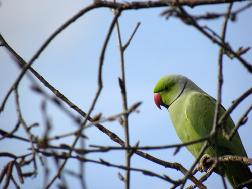 Ring-necked_parakeet.jpg