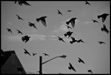 birds.jpg