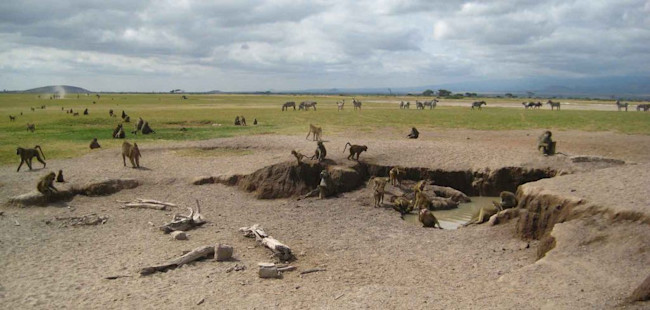 Baboons-Amboseli-National-Park-1024x489