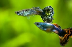 guppies-300x199.jpg