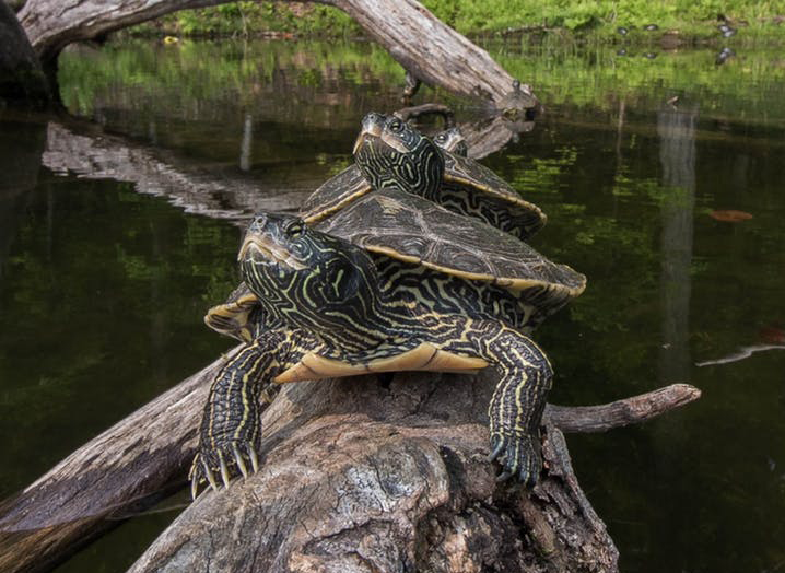 turtle dolls