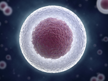 wallpapers What Does A Human Unfertilized Egg Look Like donate eggs for medical research
