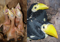 Toucan_chicks.jpg