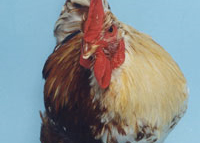 Gynandromorph.jpg