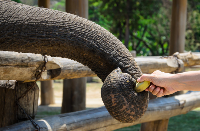 Elephant banana