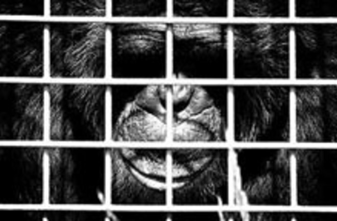 chimp-caged.jpg