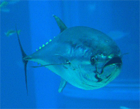 bluefin.gif