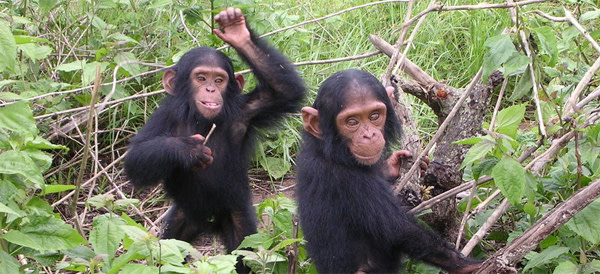 Chimp_babies.jpg