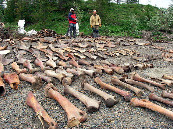 Mammoth Bones - J Arkæologiske Sci