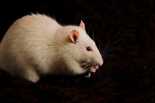 rat220.jpg