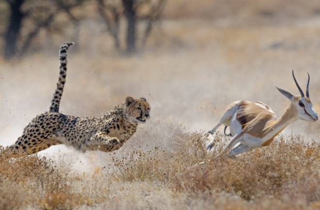 Cheetah chasing a springbok