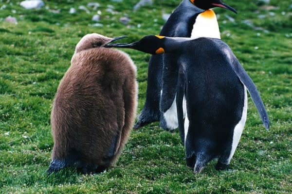 king-penguin-with-chick-e1329935524136.jpg