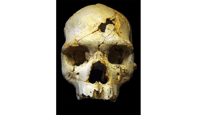 Skull, Sima de los Huesos - Scientific Reports