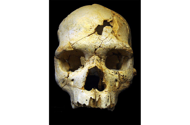 Skull, Sima de los Huesos - Scientific Reports