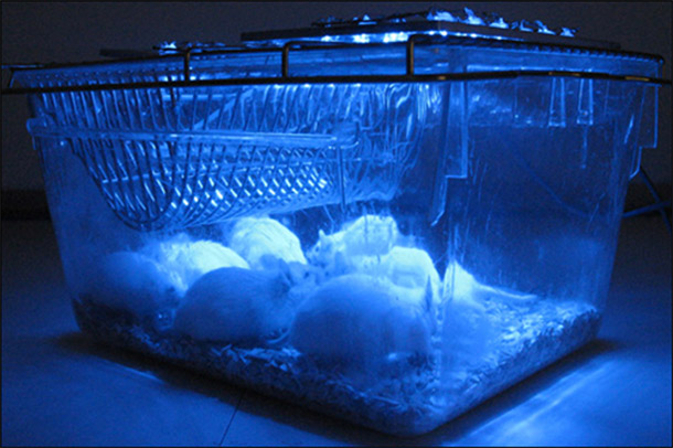 mice_optogenetics.jpg