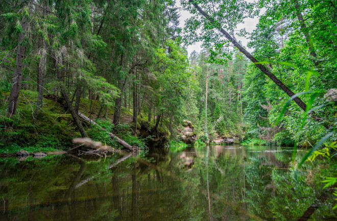 Denovian trees