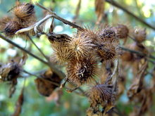 220px-Burrs.png