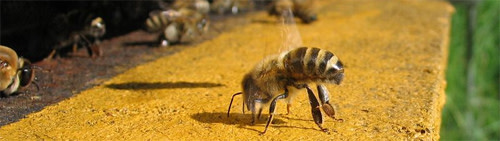 Honeybee.jpg