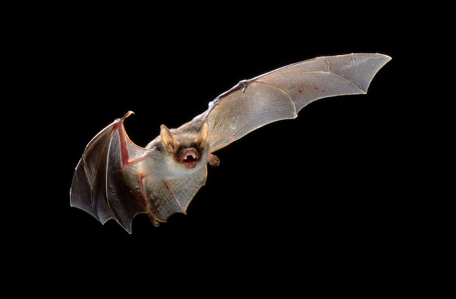 20 Things You Didn't Know About ... Bats | Discover Magazine