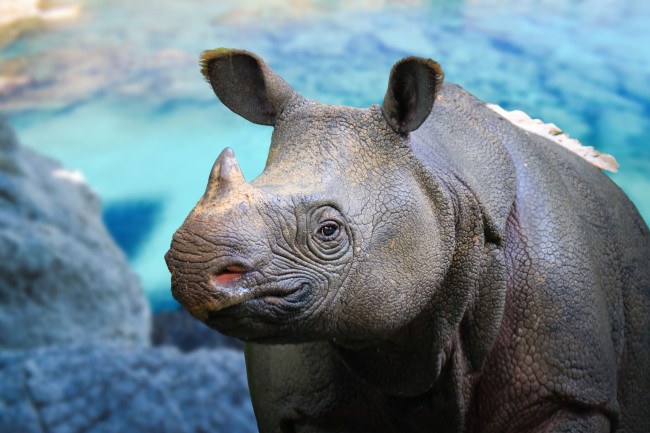 An endangered Javan rhino in nature
