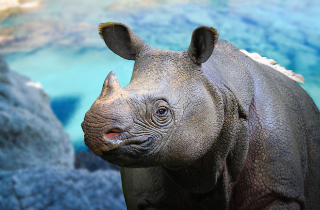 Javan Rhinos: The Race to Save One of Earth's Rarest Large Mammals
