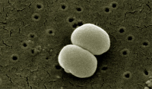 Skin_bacteria.jpg